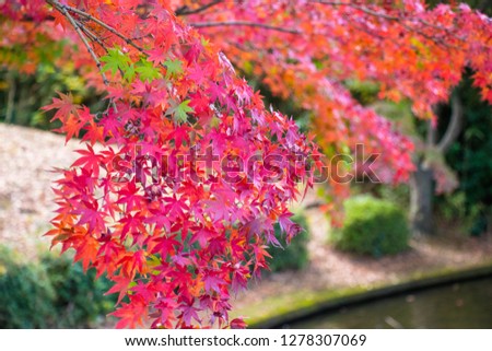 Autumn leaves in Tama Central Park / Tama  City, Tokyo, Japan