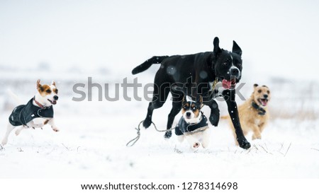 A pack of dogs jack russell terrier is chasing on a winter meadow. Everything in the snow.