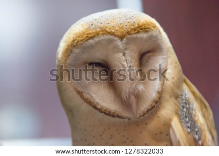 squint barn owl