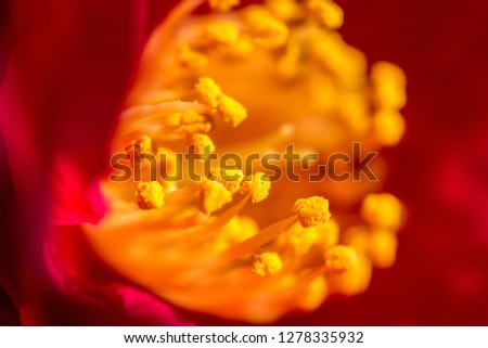 Macro closeup image of a colorful flower