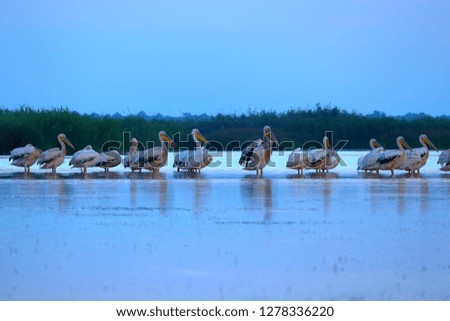 A flock of sleeping Great White Pelicans (Pelecanus onocrotalus) in the water at early morning in the Danube Delta, Ukraine, preparing for breakfastresting. Sleepy pelicans in the early morning