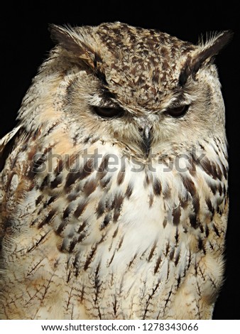 Portrait of an Indian eagle-owl (species of horned owl) showcasing detail of patterned plumage contrasted with pitch black background (rock eagle-owl, Bengal eagle-owl, Bubo bengalensis)
