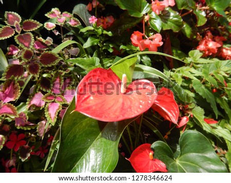 Beautiful Rare Tropical Exotic Flowers For Background Wallpaper Stock Photo Website Project