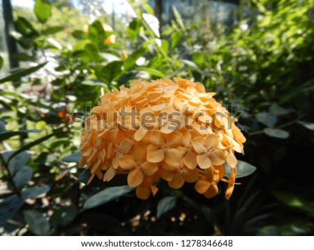 Beautiful Rare Tropical Exotic Flowers For Background Wallpaper Stock Photo Website Project