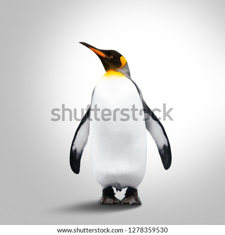 Emperor Penguin Isolated On Gray Background. Penguin Looking Left