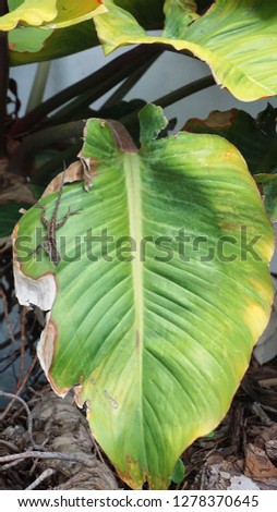 Salamander on a big green leaf   