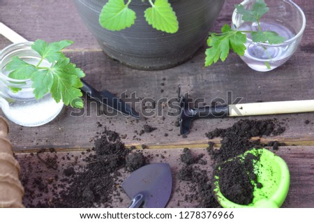 Gardening. Garden tools and a pot of plant on a wooden table. To work in the garden. spring planting plants. green sprout seeds