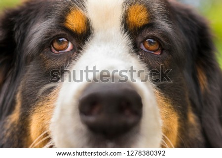 Retention of piercing dog look Saint Bernard and blurred muzzle