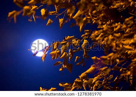 autumn leaves and full moon