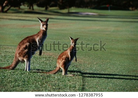 Australia, New South Wales, Yamba Golf Course, Eastern Grey Kangaroo on grass