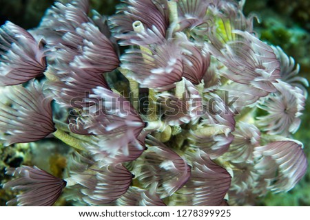 Macro photograph of Caribbean Feather Duster Tube Worms on a coral reef near Staniel Cay, Exuma, Bahamas.