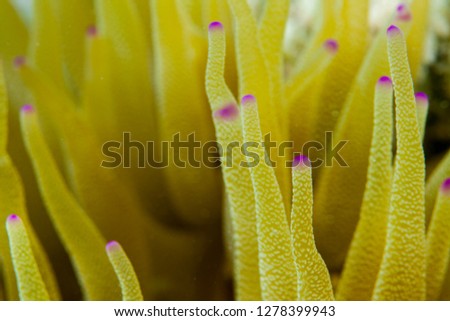 Macro underwater photo of a sea anemone with puple tips on its arms taken near Staniel Cay, Exuma, Bahamas.