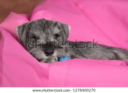 schnauzer puppy dog relaxing and lying in lazy bag with toy