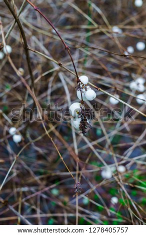 White berries on bare branches in the winter forest.White berries on bare branches in the winter forest