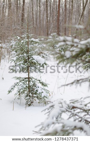 Small fir trees are covered with snow in a winter forest.