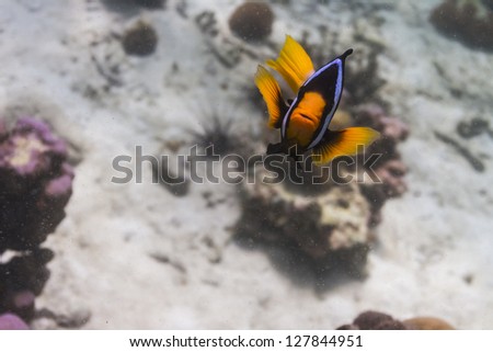 Yellowtail clownfish at Lipe island in Thailand