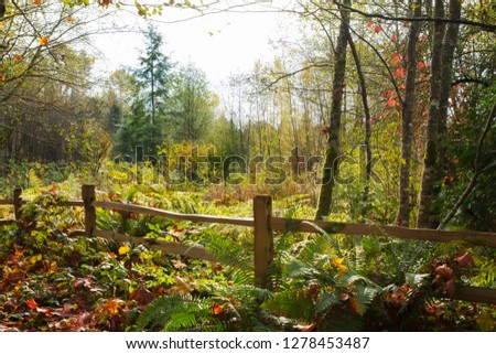 Beautiful fall landscape of a clearing in a forest; bright and colorufl fall scene