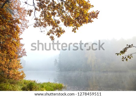 The shore of the forest lake, autumn landscape, oak branches with yellowed foliage, nature in october foggy morning