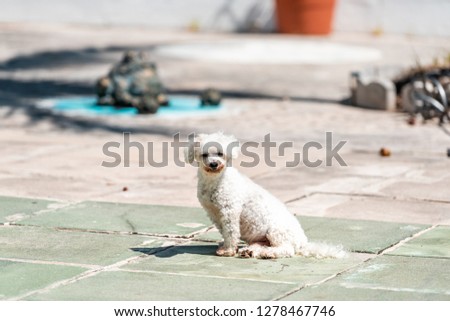 One cute adorable angry smiling white Poodle dog looking straight with eyes fluffy small pedigree canine in sunny Miami, Florida day and dirty fang mouth