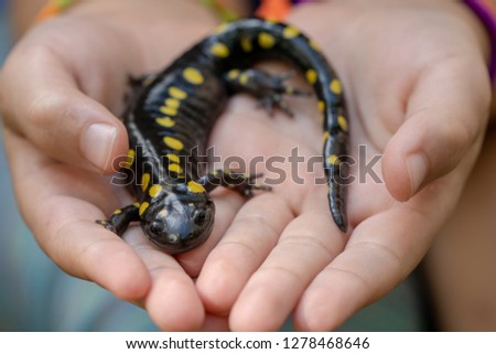 Spotted Salamander (Ambystoma maculatum) held in the hands of a young girl in the warm sun