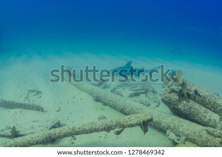Bull Shark (Carcharhinus leucas). reefs of the Sea of Cortez, Pacific ocean