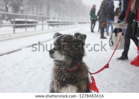 Pet in the city. Dog at snowfall waiting at tram stop.