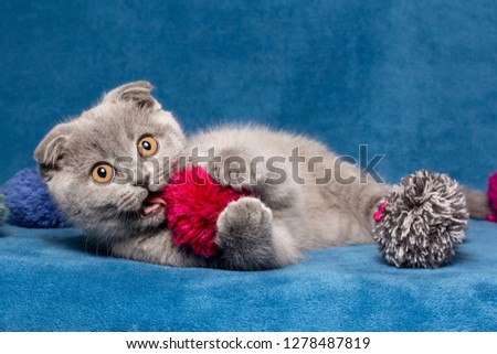 Cute beautiful cat Scottish Fold plays with a ball. looking at the camera. blue background. The kitten is lying on its back. smile. 