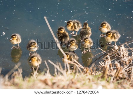 Family of ducks on a frozen river