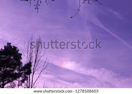 white long strips of clouds and with a pink tint with tree tops and branches framing picture