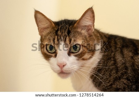 Cat with brindle photo fur on white background.