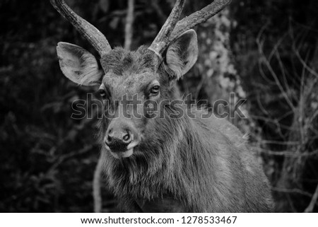 Closeup of beautiful male wild deer in the forest of Thailand.Rusa unicolor in the forest. Monochrome 