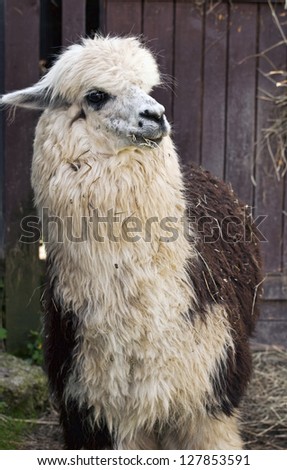 Detail shot of alpaca (vicugna pacos)