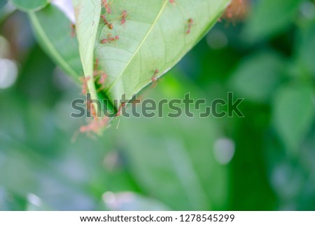Ants on a green leaf background blur.