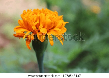 One marigold flower and the composition of the picture look beautiful.