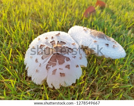 Poisonus mushrooms growing  on grass,can not eat, is life threstening, select focus.