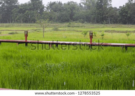 Green rice fields in the middle of rain
