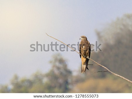 Black eared Kite on branch in nature 