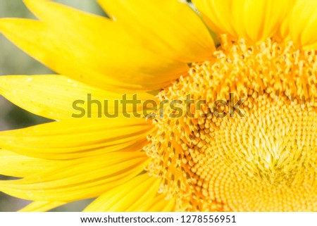 beautiful bright yellow sunflower closeup