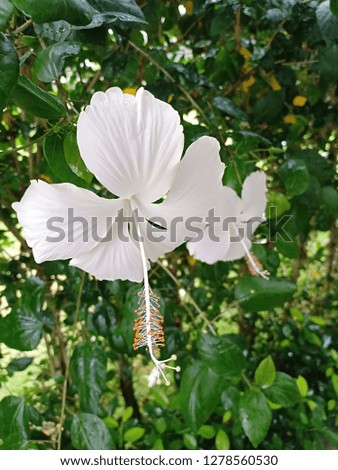 the beautiful hibiscus flowers on the background of green leaves.