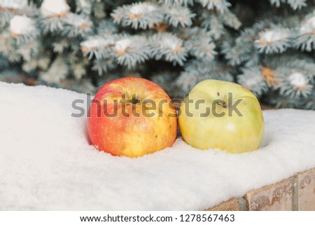 Apples on the snow. Fruit still life in winter. Two beautiful apples lie on a white snow cover on a blue spruce background
