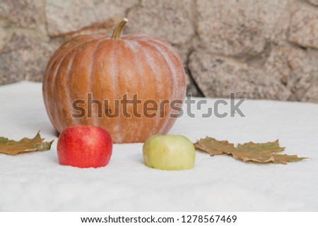 Autumn still life on snow. A round ripe pumpkin and two leaves of maple lie on a white snow cover. Near the red and green apple
