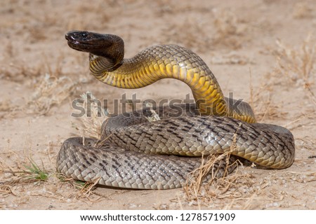 Inland Taipan Snake Royalty-Free Stock Photo #1278571909