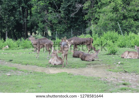 Deer at the park.  