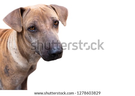 Closeup of a mastiff looking at the camera on a white background
