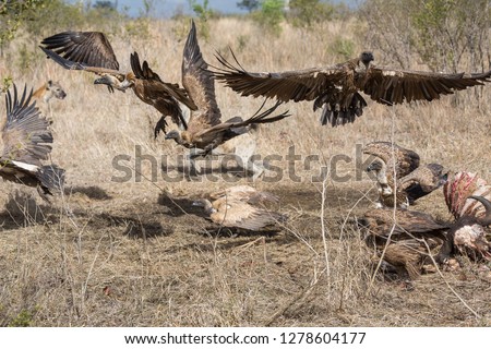 White-backed vultures, Gyps africanus, feeding on the carcass of a Cape buffalo scatter as spotted hyenas approach.