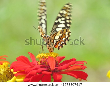 Close up picture of pretty stripes butterfly on red beauty flower In blurred green images backdrops, wonderful fresh morning in garden. Beautiful nature background concept. Free space for add text. 