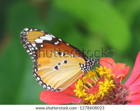 Close up picture of pretty stripes butterfly on red beauty flower In blurred green images backdrops, wonderful fresh morning in garden. Beautiful nature background concept. Free space for add text. 