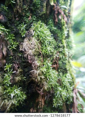 terrarium moss on tree. potrait