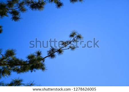 A pine tree branch against the blue sky.
