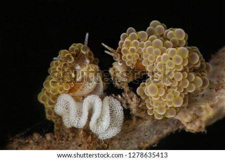 Couple of Nudibranch Doto ussi with eggs. Picture was taken in Lembeh Strait, Indonesia